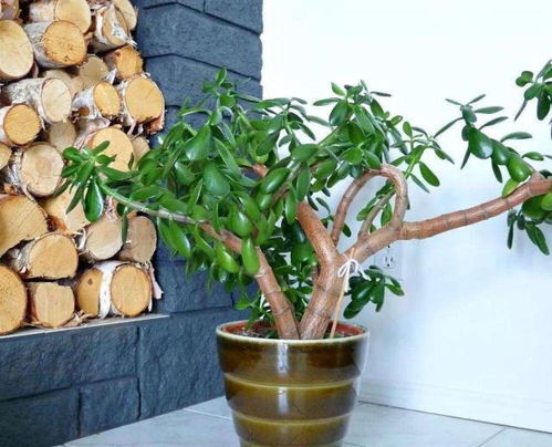 石榴叶子黄了怎么办？用厨房废料自制黄金肥，神奇效果来啦！