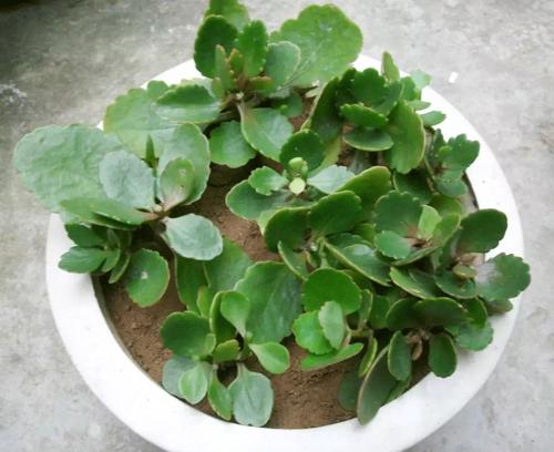 温度适宜，开花梗快