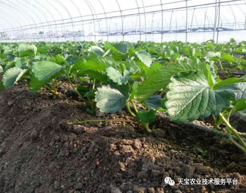 代森锰锌：杀菌谱广， 效果显著