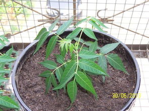 香椿属于什么类植物？它和哪些植物是近亲