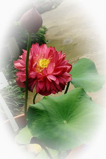 月季中的荷花美人