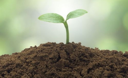 蝴蝶兰浇水需每周定量定时，保持土壤微湿