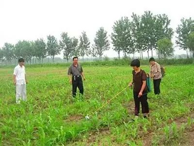 玉米苗后除草剂怎么选？这几种除草效果好还安全