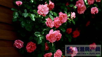 蔷薇：西院的好搭档？