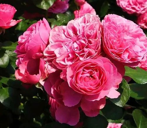 粉色达芬奇月季的花瓣深浅之谜