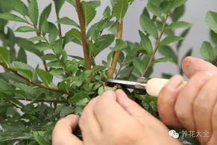 修剪前没控水？