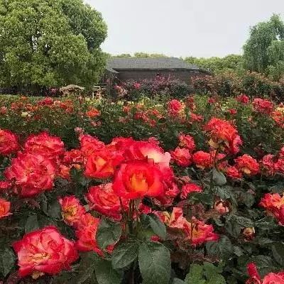 月季花海：如何打造四季常开、色彩斑斓的景观