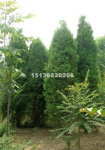 油松树常见规格大盘点