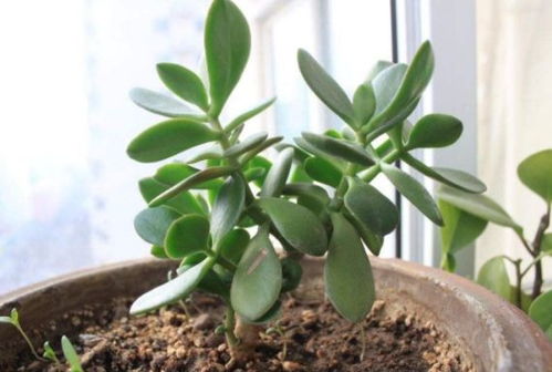 土壤干透了吗？是时候给花儿浇浇水了吗