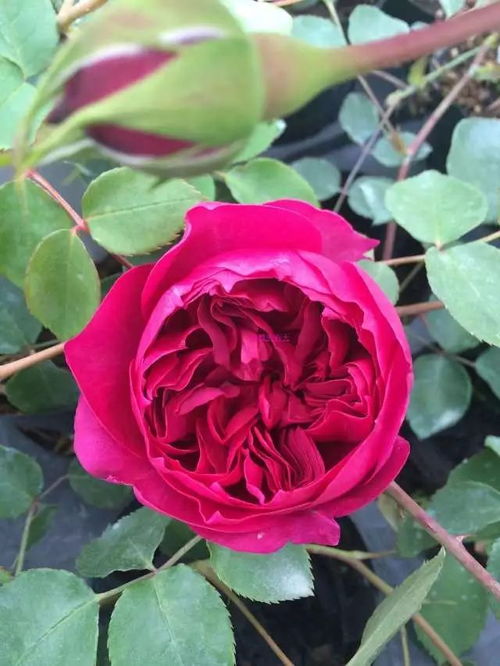 秋日胭脂的枝条特点