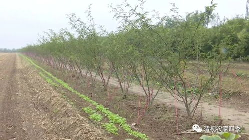 1. 严格控制农药使用量