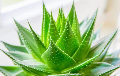 芦荟移植，如何让新家好好活