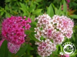绣线菊一年能开几次花？如何有效促进其开花次数增加