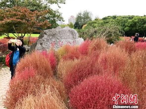红叶地肤最佳播种时间是什么季节最适宜