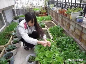 家庭种菜40法，新手种菜技巧有哪些