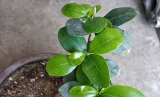 人参榕的叶子生病了怎么办？