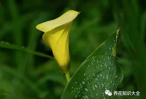 黄花马蹄莲的美丽与象征究竟蕴含着怎样的深层含义和动人传说呢