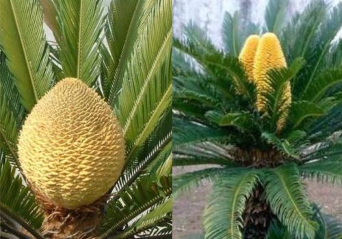 铁树开花，南方与北方的差异