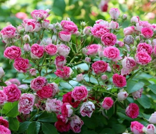 选择藤本月季的小技巧