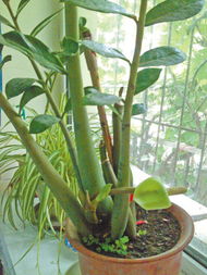 养殖金钱树的技巧分享