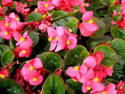 摘心是为了啥？