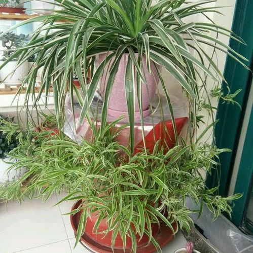 吊兰怎么养才能冒新芽？如何让吊兰焕发新生命力