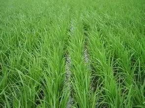 敌稗除草剂对稻田除稗草效果显著，但会对水稻安全吗？