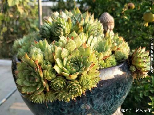 多肉莲花和睡莲品种多， 养护各有门道