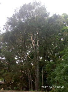 松树的树皮颜色