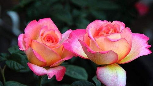 四、遮阴通风要到位