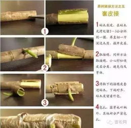 玉兰嫁接技术大全图解中，有哪些步骤和技巧是育苗过程中必须掌握的