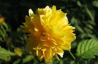 重瓣棣棠花， 花中的小美人