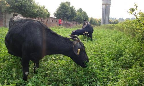五大优质牧草推荐：牲畜饲养必备知识！