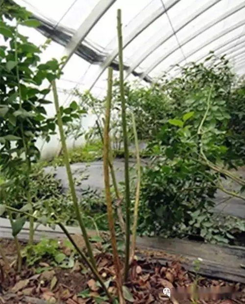 巧剪茄子技术，通过科学修剪促进茄子生长