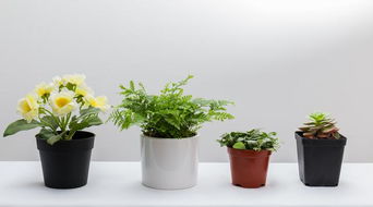 植物种类平衡法：乱七八糟的搭配