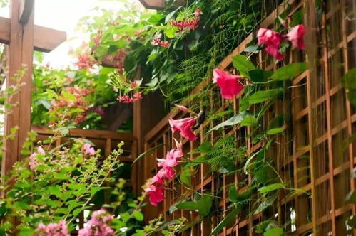 飘香藤寓意着难忘的爱情