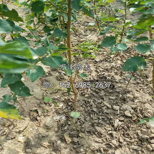 杏树苗种植技巧分享