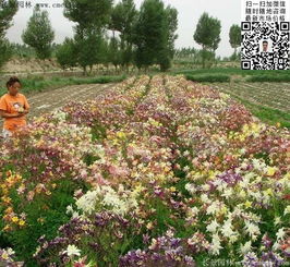 耧斗菜：庭院里的生命力