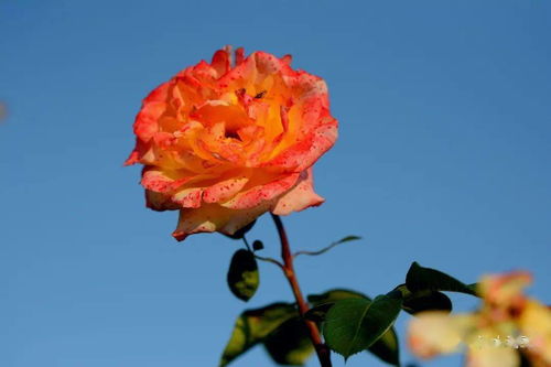 红色月季的花语：纯洁的爱， 热恋、贞节、勇气