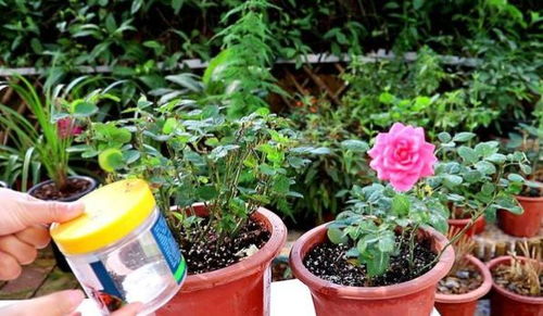 植物开花选什么肥料？园艺老手教你正确施肥
