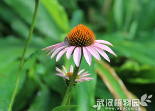 松果菊的保健价值如何，其在哪些应用领域有显著效果
