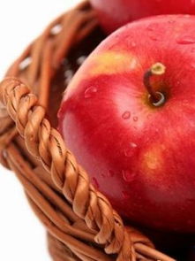 冬青球种植，防病虫害是关键嗯！