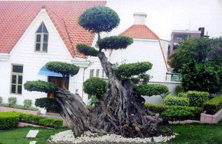 下雪前， 对与易倒伏苗木进行加固、支撑