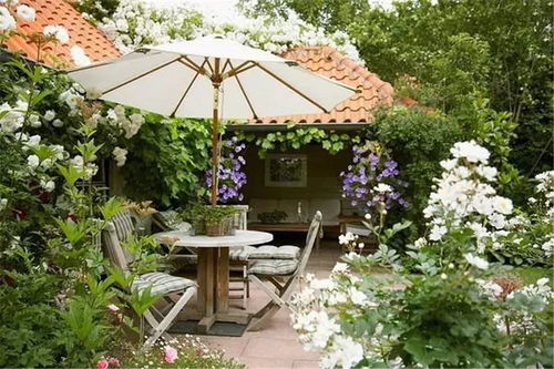 重点提示：选择株高≤35cm的紧凑型品种