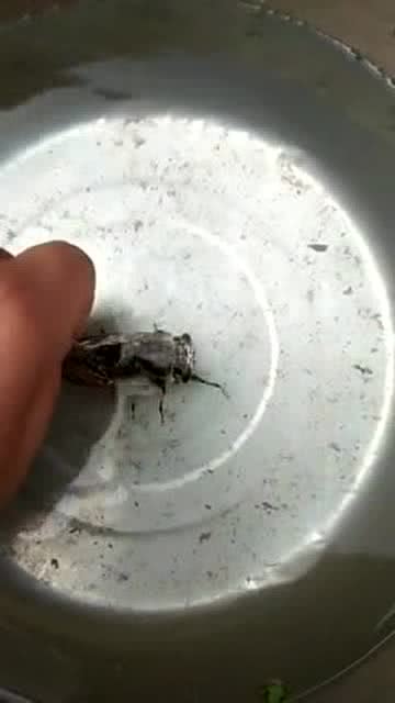 “将橡皮放入水中，如何让它自然腐烂