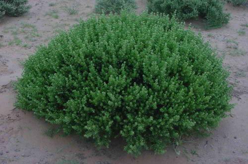 甲霜灵锰锌：作物保护的神器还是潜在的凶险？