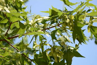 第一步：种子得选好，严格把关