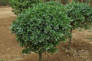 大叶黄杨之王——黄杨王