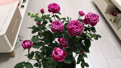 月季：四季开花， 美丽无限