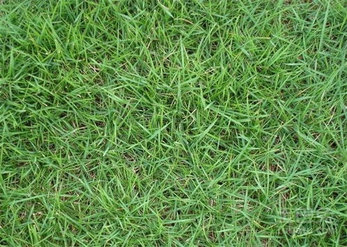 马尼拉草坪，你知道多少？